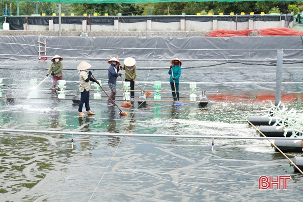 Gần 16 tấn tôm chưa xuất bán được, người dân Nghi Xuân lo “mất trắng” vì mưa bão