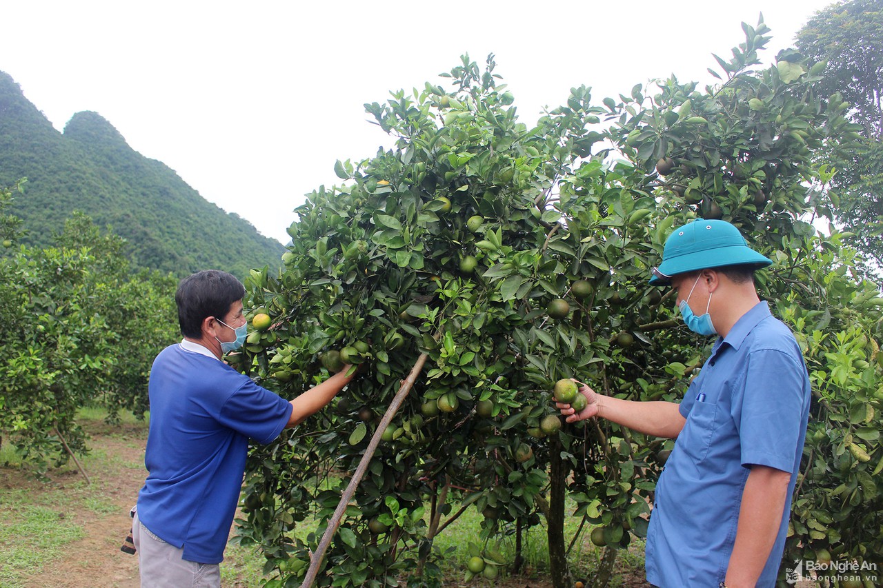 Cam sớm Con Cuông vào vụ thu hoạch 