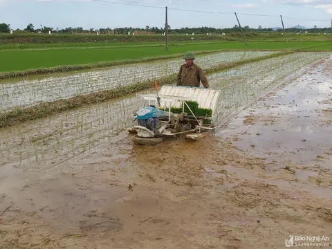 Nghệ An: Hội Nông dân đứng ra nhận ruộng hoang canh tác