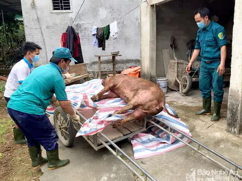 Nghệ An: Bệnh dịch tả lợn châu Phi 