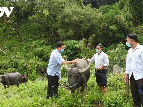 Kon Tum nan giải khống chế dịch bệnh tụ huyết trùng do trâu, bò thả rông trong rừng