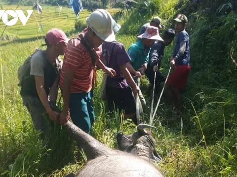 Trâu, bò chết hàng loạt ở Kon Tum nghi do bệnh tụ huyết trùng