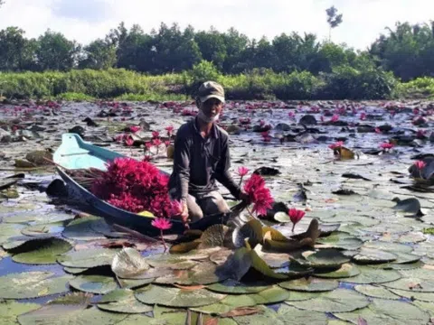 Sóc Trăng: Hàng tấn cá, bông súng, nông dân không bán mà... mang tặng