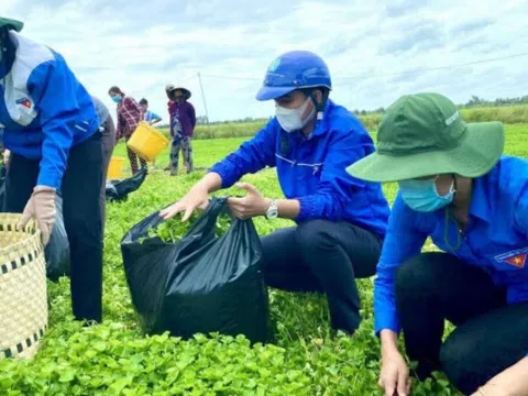 Tuổi trẻ “ra đồng, vào bếp”, cùng người dân tuyến đầu đẩy lùi Covid-19