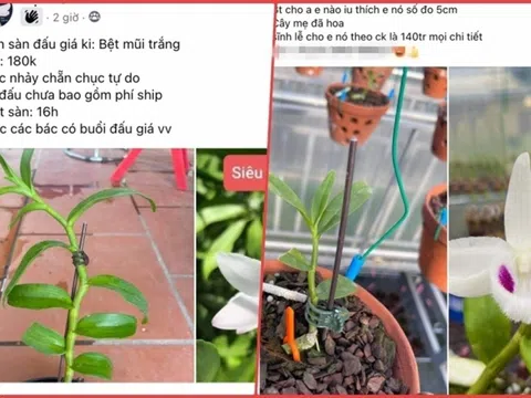 Lan đột biến tiền tỷ biến thành "của nợ"