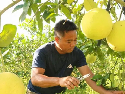 Bưởi Phúc Trạch chín vàng, chủ vườn "ngồi trên đống lửa"... chờ giải cứu