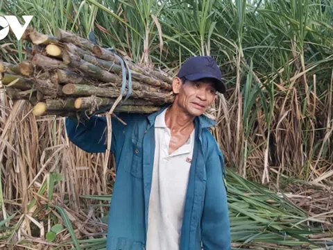 Người trồng mía gặp khó, giá mía giảm một nửa vẫn không bán được