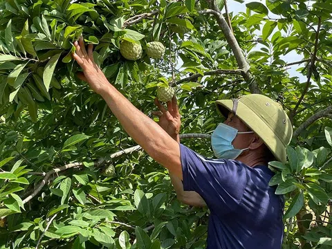 Nghệ An: Triển vọng từ cây na dai trồng trên đất đỏ Nghĩa Đàn