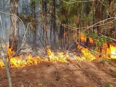 Nghệ An: Dập tắt đám cháy rừng ở xã Quỳnh Lộc, thị xã Hoàng Mai