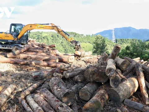 Tạm đình chỉ Hạt trưởng Hạt Kiểm lâm Tuần Giáo liên quan việc phá rừng phòng hộ