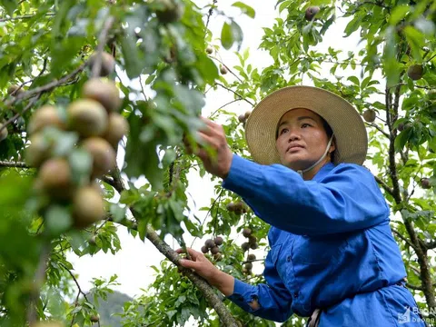 Gỡ khó cho mận "cổng Trời" Nghệ An