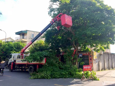 TP. Vinh cắt tỉa trên 3.500 cây xanh trước mùa mưa bão