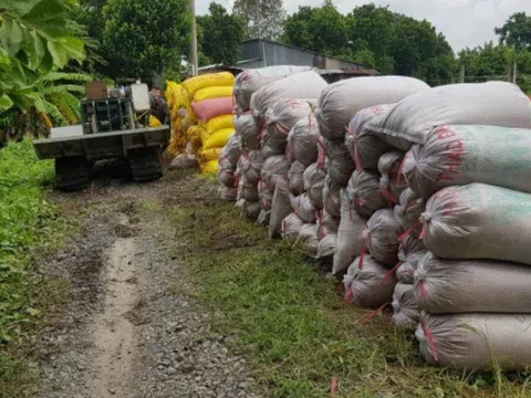 Nông dân An Giang chất lúa đầy đồng vì... thương lái bỏ cọc, "mất tích"