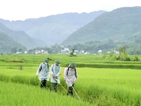 Bộ đội Sơn La giúp dân vùng dịch chăm sóc lúa ruộng