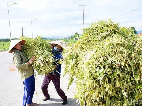 Trồng cây "làm chơi, ăn thật" nông dân Nghệ An thu hàng chục triệu đồng/ha