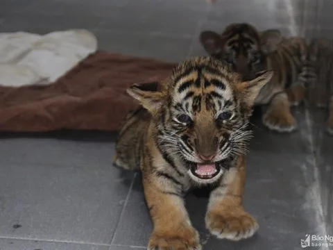 Nghệ An: Siết chặt hoạt động mua bán, nuôi nhốt động vật hoang dã trái phép