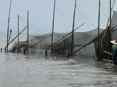 Quảng Ninh: Bãi triều nghìn ha thoát cảnh cọc, lưới giăng kín