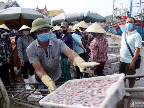 Tàu thuyền về tránh bão số 3, cảng cá Nghệ An phong phú hải sản