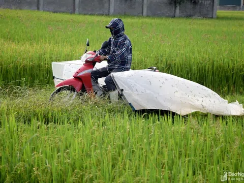 Nông dân Nghệ An săn "tôm bay" bằng vợt khổng lồ thu tiền triệu mỗi ngày