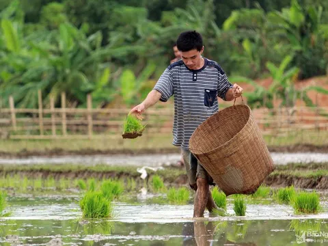 Chạy đua với vụ mùa trên cung ruộng bậc thang xứ Nghệ