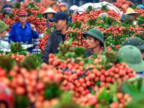 Chính phủ yêu cầu không "ngăn sông, cấm chợ" xe chở vải thiều từ Bắc Giang