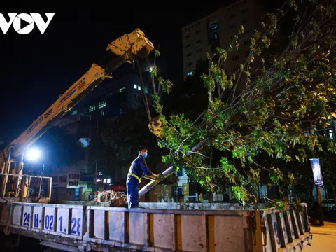 Hà Nội thay thế toàn bộ hàng phong lá đỏ trên phố Nguyễn Chí Thanh - Trần Duy Hưng