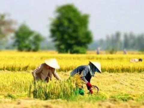 Thanh Hoá: Nông dân ra đồng gặt lúa phải âm tính khi test nhanh Covid-19