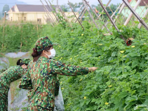 Bộ Chỉ huy Quân sự tỉnh thu mua nông sản phục vụ cho "gian hàng 0 đồng"