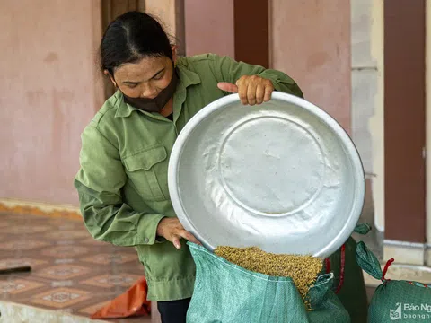 Nghệ An: Giá lúa hè thu xuống thấp, thương lái thu mua cầm chừng