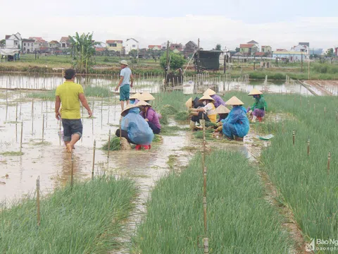 Nông dân Nghệ An thu hoạch rau màu chạy bão Conson