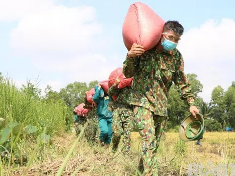 Bộ đội xắn tay giúp nông dân gặt lúa trong "bão" Covid-19