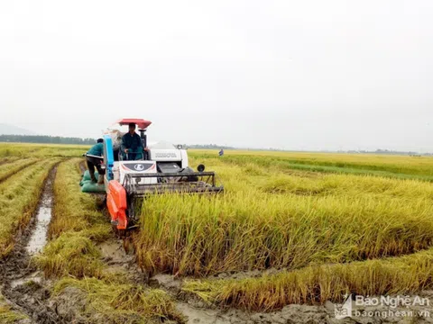 Nghệ An khẩn trương thu hoạch vụ mùa tránh thiệt hại do bão