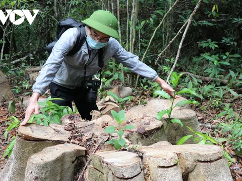 Chủ tịch tỉnh Phú Yên yêu làm rõ vụ phá rừng tại khu di tích lịch sử Hội trường Mùa Xuân