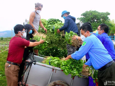 TP Vinh phối hợp doanh nghiệp tiêu thụ rau xanh cho nông dân Nghi Lộc