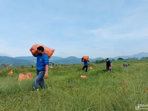 Nghệ An: Chung tay giúp nông dân Yên Thành tiêu thụ dưa hấu, dưa chuột