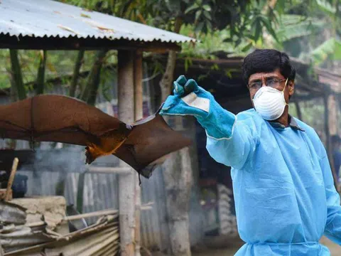 Bùng phát bệnh do virus Nipah cực kỳ nguy hiểm gây ra