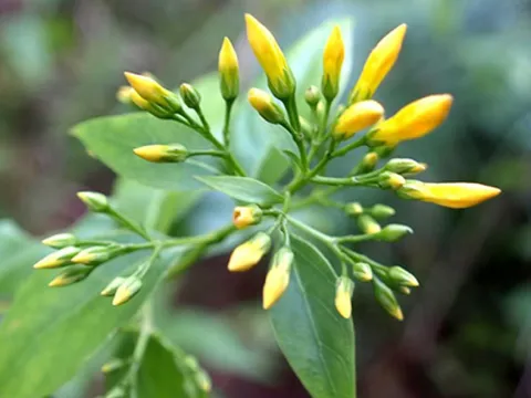 Cãi nhau với chồng, người phụ nữ ăn lá ngón tự vẫn