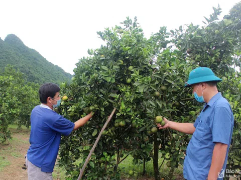 Nghệ An: Cam sớm Con Cuông vào vụ thu hoạch 