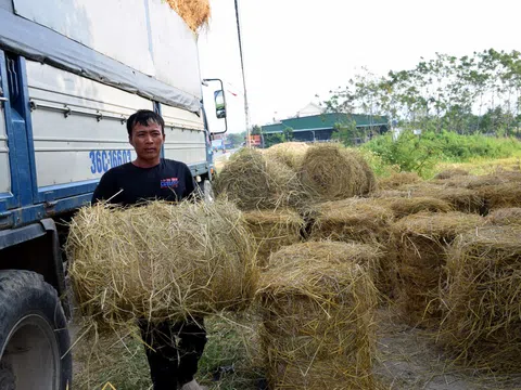 Nghệ An: Hàng trăm tấn phụ phẩm nông nghiệp bỏ lãng phí ngoài đồng ruộng