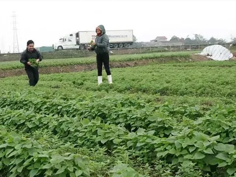 Ngắm cánh đồng rau hồi sinh nơi vùng lũ Hà Tĩnh