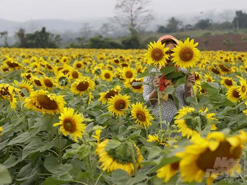 Rực vàng sắc hoa "mặt trời" tại Nghệ An