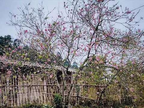 Không cấm đào ngoại về Việt Nam qua cửa khẩu ở Nghệ An