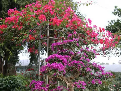 Nghệ An: Rực rỡ sắc xuân ở làng hoa lớn nhất thành Vinh