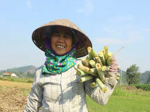 Hà Tĩnh: Làng nghề mật mía tất bật ngày cận Tết