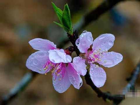 Khan hiếm nguồn đào ở Lào, đào rừng Nghệ An giá tăng vọt