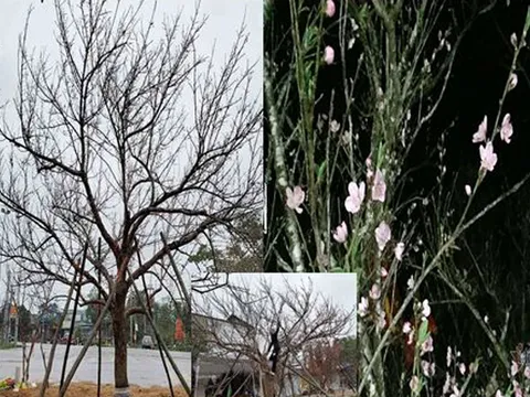 Nghệ An: Người dân đổ xô chiêm ngưỡng cây đào thế “bàn tay Phật” giá trên trăm triệu