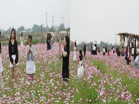 Hà Tĩnh: Vườn hoa ở vùng mỏ sắt Thạch Khê thành điểm "sống ảo"