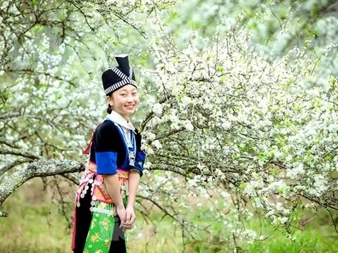 Thiếu nữ khoe sắc bên hoa mận nở trắng muốt nơi cổng trời đẹp như tranh