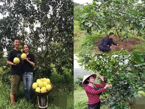 Hà Tĩnh: Về quê, bán hết vàng cưới, cặp vợ chồng trẻ trồng bưởi sinh thái, nuôi ong làm giàu