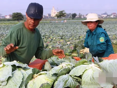 Bán cả xe bắp cải chưa nổi 200 nghìn đồng, người dân Nghệ An "khóc ròng"